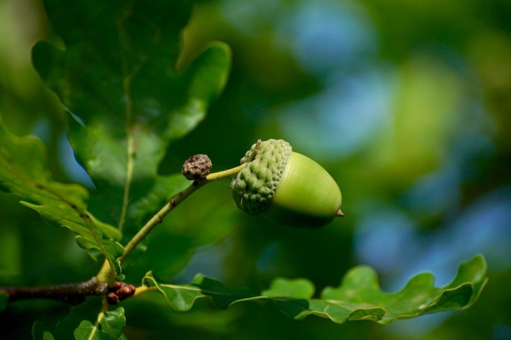 acorn, fruit, tree