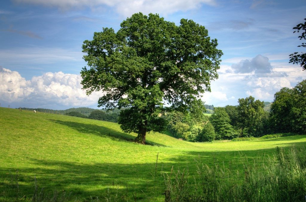 tree, oak, landscape